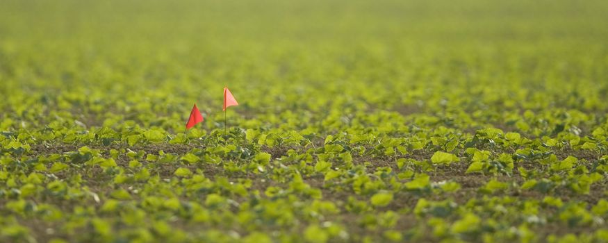 Plants growing in rural Florida.