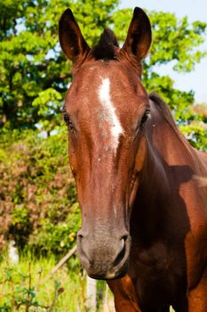 Close-up of a horse in a farm, Brazil