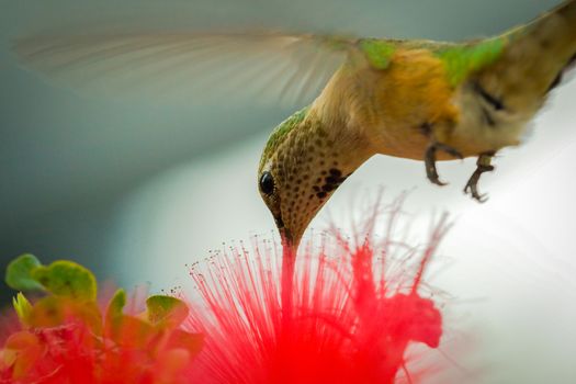 Closeup of hummingbird drinking nectar from red flower.