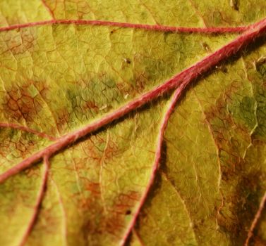 background or texture abstract painted leaf red or yellow color