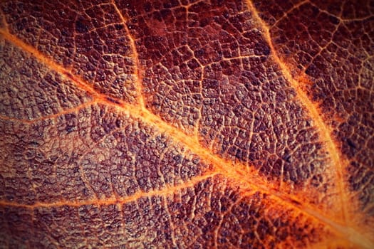 background or texture tree leaf with leather surface