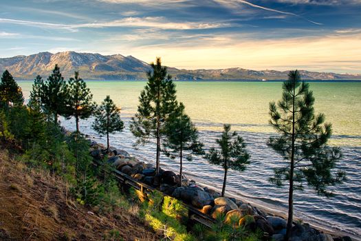 Trees at the lakeside, Lake Tahoe, Sierra Nevada, California, USA