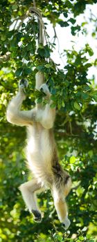A Langur monkey hanging from its tail in a tree.