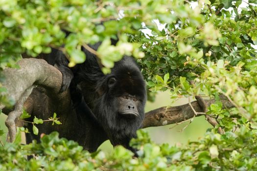 Little black monkey on a tree branch surrounded by green leaves, Miami, Florida, USA