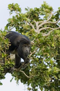 Little black monkey on a tree branch surrounded by green leaves, Miami, Florida, USA