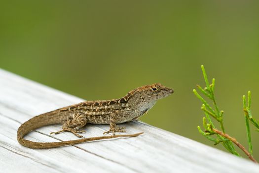 A little lizard found commonly in the Everglades in Florida.