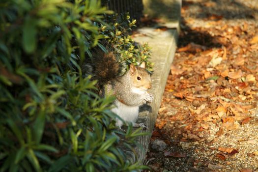 Little squirrel between bushes and fallen leaves, London, England