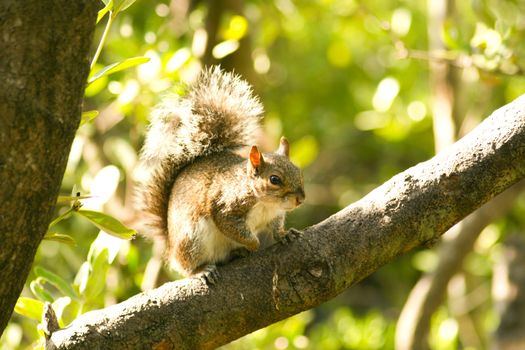 Low angle view of a squirrel (Sciurus carolinensis) on a tree, Key Largo, Florida Keys, Miami, Miami-Dade County, Florida, USA