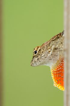 Side portrait of lizard with green background and copy space.