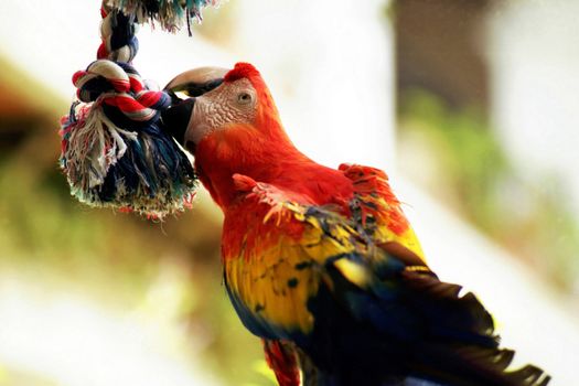 Macaw playing with a colorful rope.