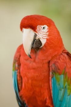 Close-up of a macaw, Miami, Florida, USA