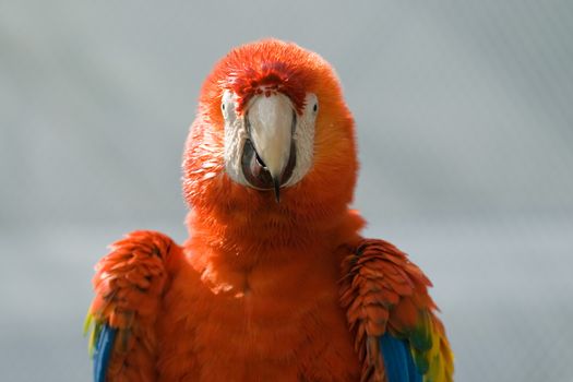 Close-up of a macaw, Miami, Florida, USA