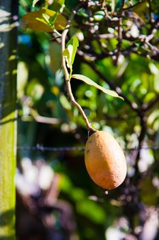 Mango on a tree, Brazil