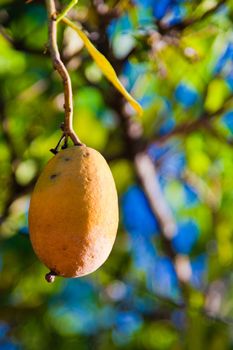 Mango on a tree, Brazil