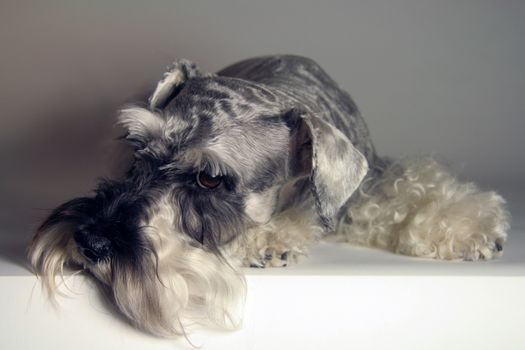 Close-up of a Schnauzer dog posing