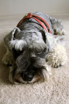 Miniature Schnauzer dog resting on the floor.
