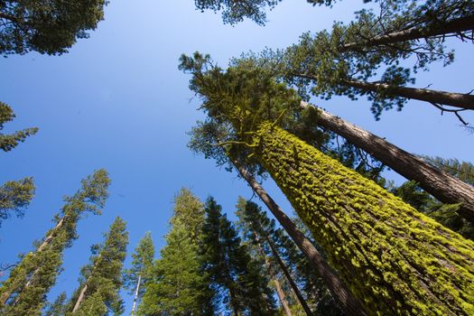 Low angle view of moss covered trees, Yosemite National Park, California, USA