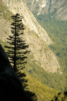 Trees on mountain, Yosemite Valley, Yosemite National Park, California, USA