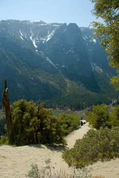 Trees on a mountain, Yosemite Valley, Yosemite National Park, California, USA