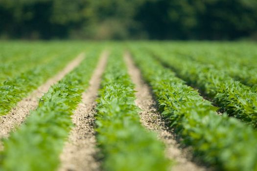 Neat, weedless rows of new green plants growing on a farm.