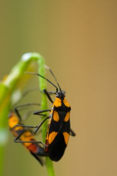 Tiny orange beatle found in the everglades