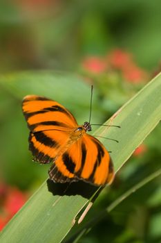 Close-up of a Orange Tiger butterfly (Dryadula phaetusa) on a leaf, Miami, Florida, USA