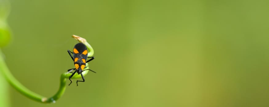 Small orange and black beetle on end of plant stem with green background and copy space.