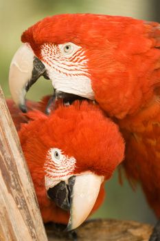 Close-up of a pair of macaws in love, Miami, Florida, USA