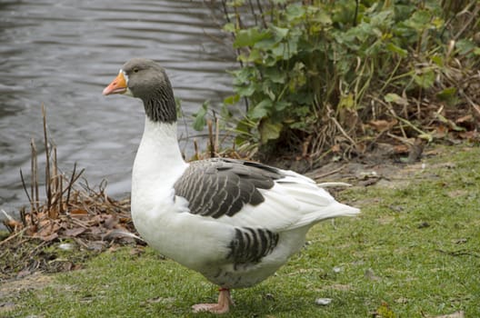 Olandsgoose on the way to the water from the grass