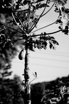 Papaya on the tree in the countryside of Brazil