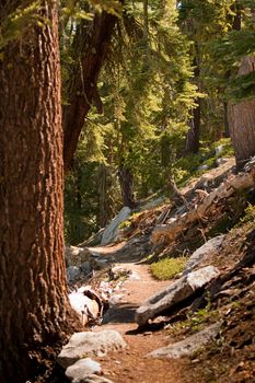 A path going through the forest in Yosemite National Park in California, USA.