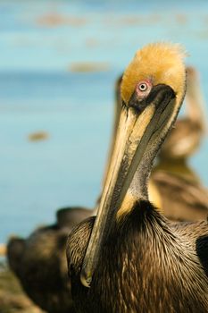 Close-up of a pelican, Key Largo, Florida Keys, Monroe County, Florida, USA