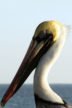 Portrait of a pelican with a blue ocean background.