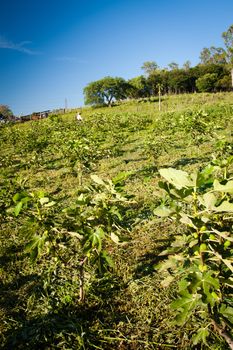 Person working in a fig plantation in the countryside of Brazil