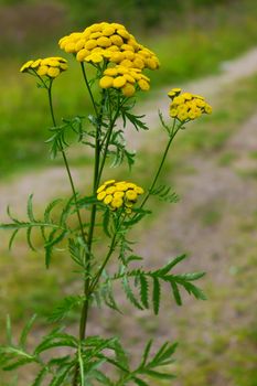 Yellow inflorescence tansy blossoms in July