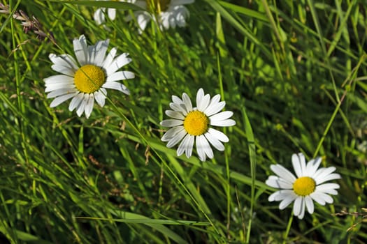 Three flowers Shasta Daisy on the green meadow