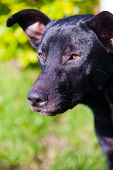 Portrait of black dog with green nature background.