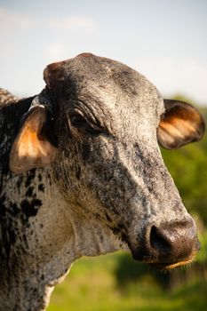 Portrait of cow in summery countryside.