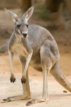 Closeup portrait of Australian red kangaroo.
