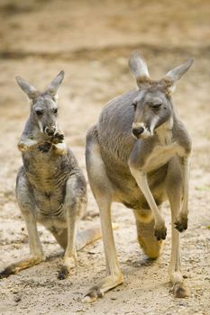 Two Red Kangaroos with big tails, long hind legs and short arms.