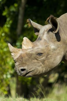 Close-up of a rhinoceros
