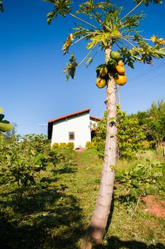 Ripe papaya fruit on tree with countryside home in background, Brazil.