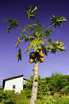 Ripe papaya fruit of tree with countryside home in background, Brazil.