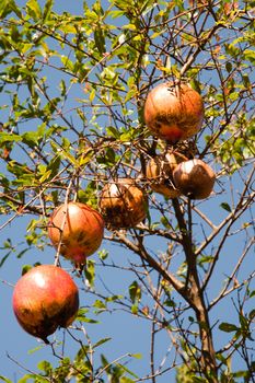 Low angle view of ripe red pomegranate fruit in leafy tree, blue sky background.