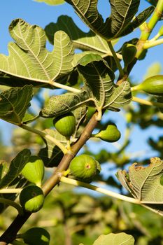 Ripening green fig fruit on leafy tree with blue sky background.