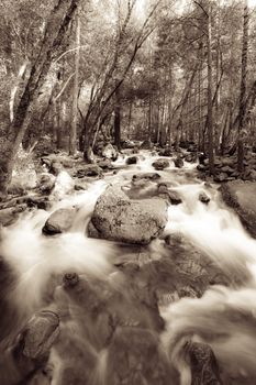 River flowing through a forest, Yosemite Valley, Yosemite National Park, California, USA