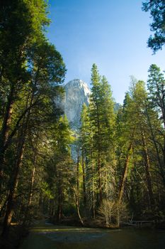 Trees in a forest with a rocky mountain in the background, Yosemite Valley, Yosemite National Park, California, USA