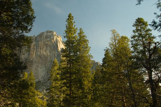 Trees in a forest with a rocky mountain in the background, Yosemite Valley, Yosemite National Park, California, USA