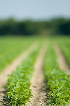 Rows of newly sprouting green leafed crops.