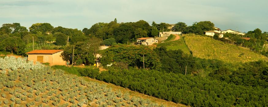 Rural scene of crops growing in green farm fields in the countryside.